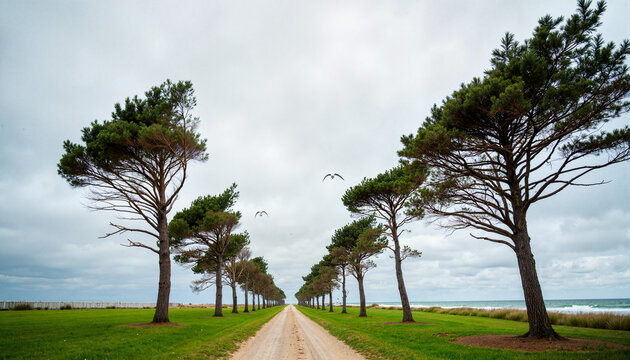 Windswept tree-lined path under stormy sky, coastal serenity