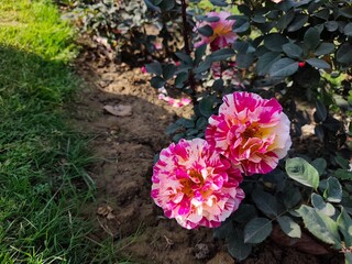 Double colour rose flower in the garden