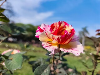Double colour rose flower in the garden against sky