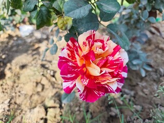 Double colour rose flower in the garden