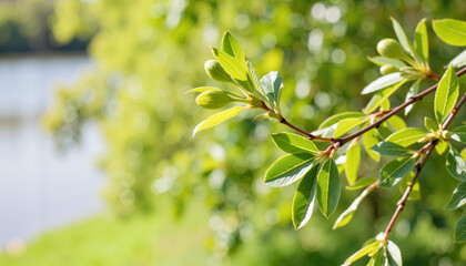 Close-up of green willow buds by serene riverbank in spring, nature's renewal