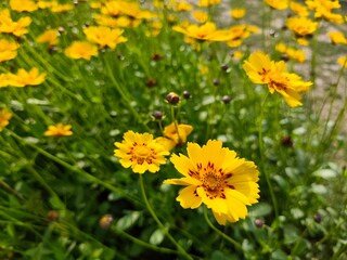 Lance-leaved Coreopsis flower in the park