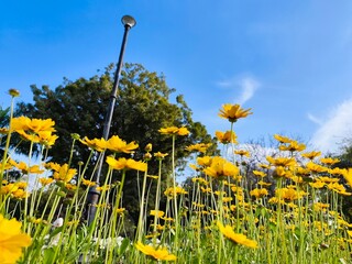 Lance-leaved Coreopsis flower in the park
