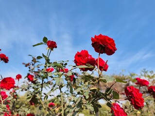red roses against sky