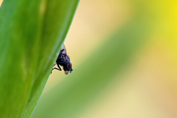 Fly on a leaf with a digestive drop at the mouth, close-up