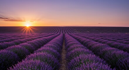 Fototapeta premium A vast lavender field at sunset, with rows of purple flowers stretching towards the horizon under a pastel sky