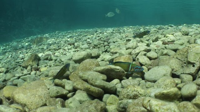 thalassoma pavo, ornate wrasse fish swimming slow motion underwater ocean scenery mediterranean