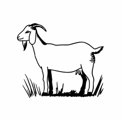 goat on a white background