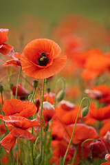 Vibrant Red Poppies with a Bee Collecting Pollen