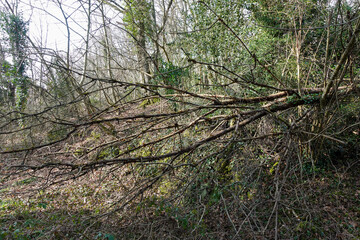 Obraz premium Fallen Tree in Dense Forest