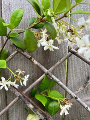White Jasmine Flowers Growing on a Trellis in Houston