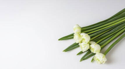 Obraz premium Fresh white tulips arranged elegantly on clean surface, symbolizing purity and beauty