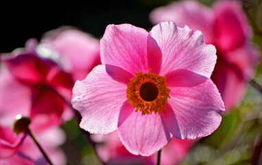 pinkfarbene Anemone