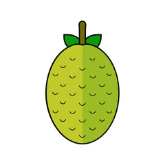 Jackfruit vector illustration
