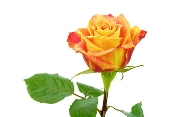 Fototapeta premium Orange rose flower with leaves on white background