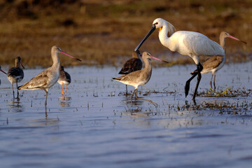 18 January 2025, Bird watching at Bhigwan Bird Sanctuary – famous for flamingos, Bhigwan is a small town around 100 kms away from Pune, Maharashtra, India.