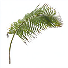 Obraz premium Zielony liść palmy na białym tle