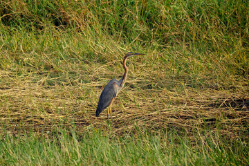 18 January 2025, Bird watching at Bhigwan Bird Sanctuary – famous for flamingos, Bhigwan is a small town around 100 kms away from Pune, Maharashtra, India.