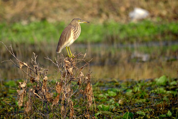 18 January 2025, Bird watching at Bhigwan Bird Sanctuary – famous for flamingos, Bhigwan is a small town around 100 kms away from Pune, Maharashtra, India.
