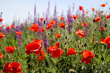 a field of bright red poppies in the sun on a spring day