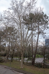 Freshly cut branches and logs lie on the ground after a tree pruning operation in an urban park. The cleanup process is essential to maintain safety, promote tree health, and collect firewood.