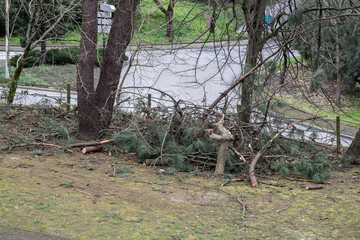 Freshly cut branches and logs lie on the ground after a tree pruning operation in an urban park. The cleanup process is essential to maintain safety, promote tree health, and collect firewood.
