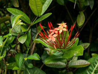 The beauty of the pink tropical Ixora coccinea flower blooming surrounded by long-stemmed flower buds, showing the detail of the petals and natural texture.