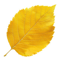 Large yellow leaf on a tree branch
