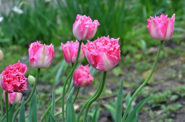 Family of bright pink and white fringed blooming tulips 'Fancy Frills'  growing on spring flowerbed.  Gardening ,planting, growing tulip flowers concept. Free copy space.