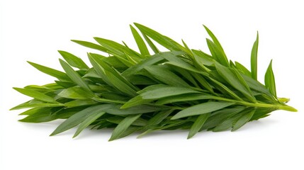 Fototapeta premium Fresh Green Tarragon Herb Bundle Isolated on White Background