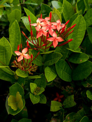 The beauty of the pink tropical Ixora coccinea flower blooming surrounded by long-stemmed flower buds, showing the detail of the petals and natural texture.