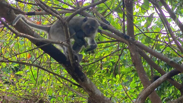 Long-tailed macaque on tree