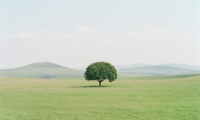 Solitary tree in a vast, green field under a pale sky.