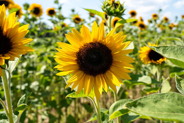 Obraz premium Sunflower field on a sunny day in summer 