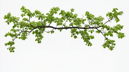 Green Leafy Branch Isolated on Soft White Background for Design