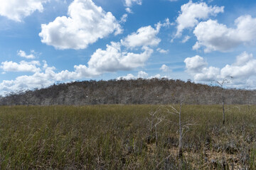 Obraz premium Everglades landscape