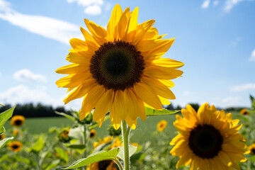 Fototapeta premium Sunflower on a sunny day with blue sky 