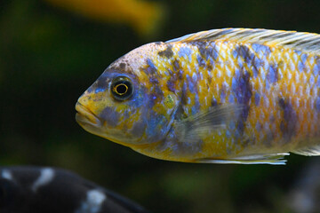 Close up of a beautifully marked yellow and blue cichlid fish swimming underwater in its aquarium