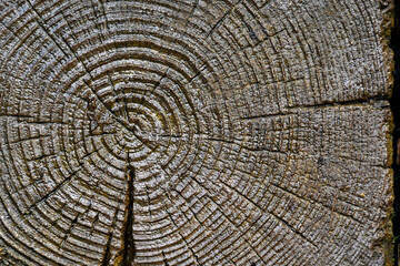 Naklejka premium close up of concentric circles of end of wood grain