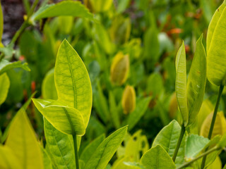 The bright green young leaves of the Ixora flower plant show a lush and natural garden atmosphere, with a blurry background of greenery. Natural light enhances the details of the leaves.