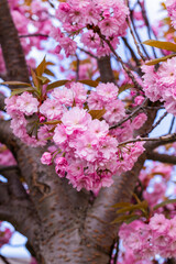 Close-Up of Pink Cherry Blossom Sakura Flowers in Bloom