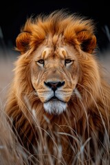 Fototapeta premium The King’s Gaze – Majestic Lion Staring Through the Tall Grass