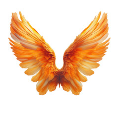 Obraz premium A glowing orange bird wing with a detailed description of the wings and its feathers