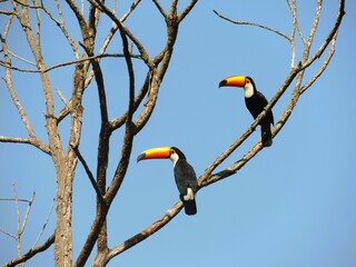 Toucan in Brazil