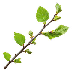 Naklejka premium Buds on a tree branch