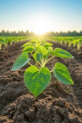 Cultivo de plantas en un campo verde al amanecer con luz solar brillante sobre el horizonte