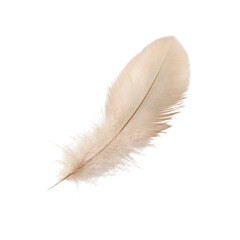 Fototapeta premium A single, delicate, light feather, isolated on a transparent background, showing its fine details and complex structure, png