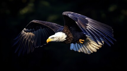 Obraz premium Majestic Bald Eagle in Flight: A Stunning Wildlife Photography