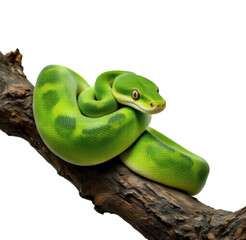 Fototapeta premium Elegant Green Tree Python Gracefully Coiled on a Branch, Isolated on Transparent and White Background