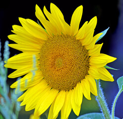 Naklejka premium Sonneblume 